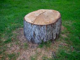 Best Root Management and Removal  in Fairfield, AL