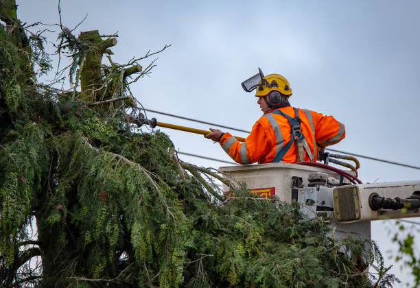 How Our Tree Care Process Works  in  Fairfield, AL