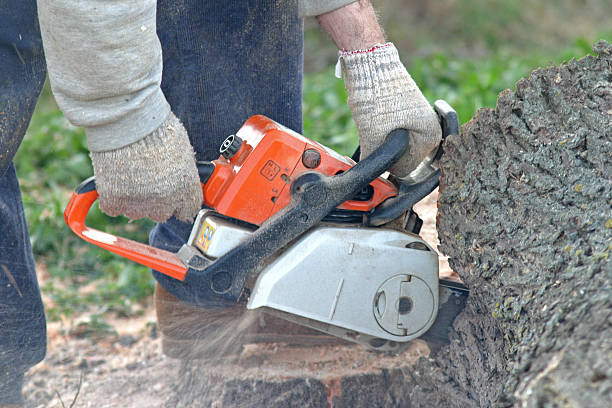 Lawn Pest Prevention in Fairfield, AL