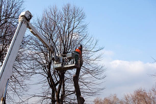 Best Tree Risk Assessment  in Fairfield, AL
