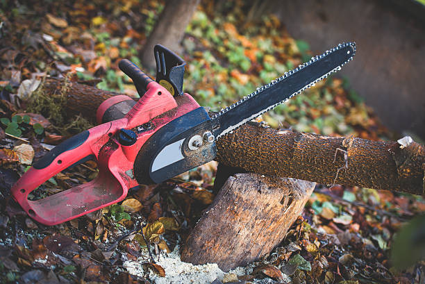 Professional Tree Care in Fairfield, AL